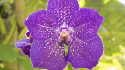 Lila Orchidee mit weißen Flecken blüht im Garten.