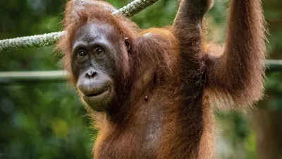 Ein junger Orang-Utan hängt an einem Seil im Regenwald.