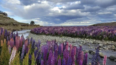 Lila Lupinen blühen entlang eines fließenden Baches in Patagonien.