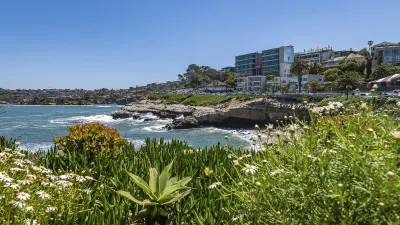 Blühende Pflanzen am felsigen Küstenabschnitt von La Jolla, Kalifornien.