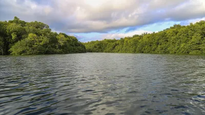 Mangrovenwald am Flussufer mit spiegelnder Wasseroberfläche