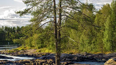 Einzelner Baum steht an einem felsigen Flussufer in Finnland