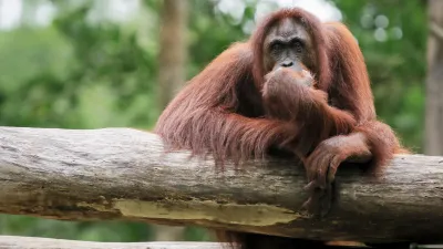 Ein Orang-Utan ruht entspannt auf einem Baumstamm.