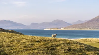 Schaf steht auf einer grünen Hügelkuppe mit Blick auf das Meer.