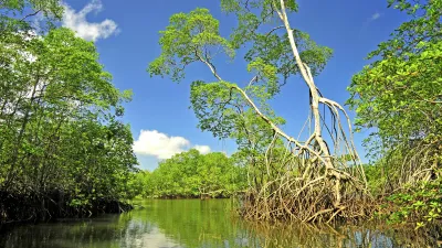 Grüne Mangroven wachsen im ruhigen Wasser eines Flusses.