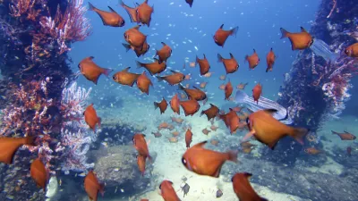 Ein Schwarm roter Fische schwimmt um einen Unterwasserpfahl.