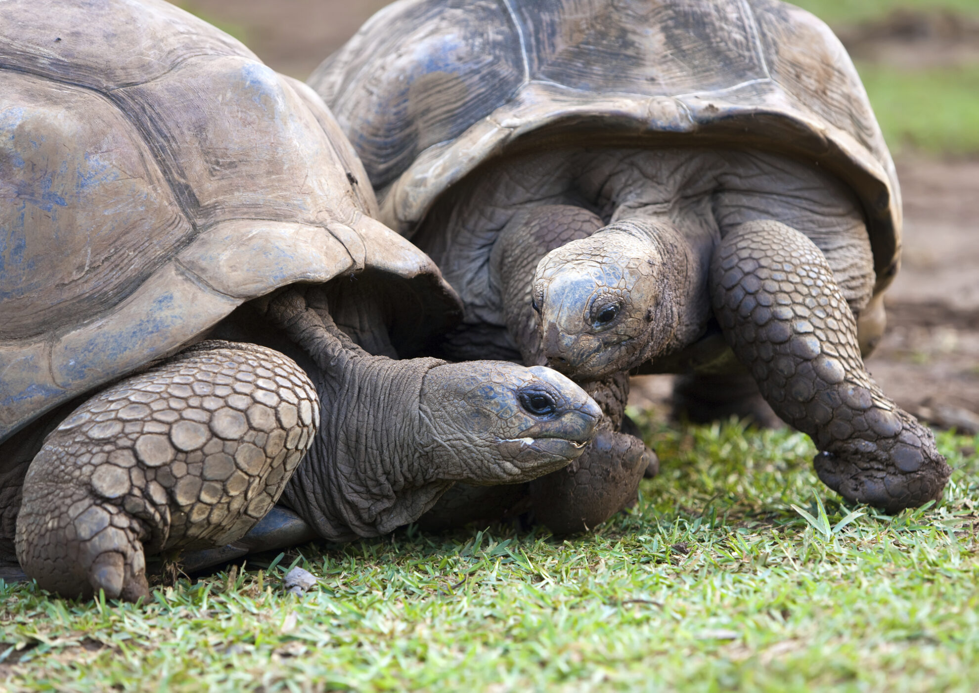 Schildkröten