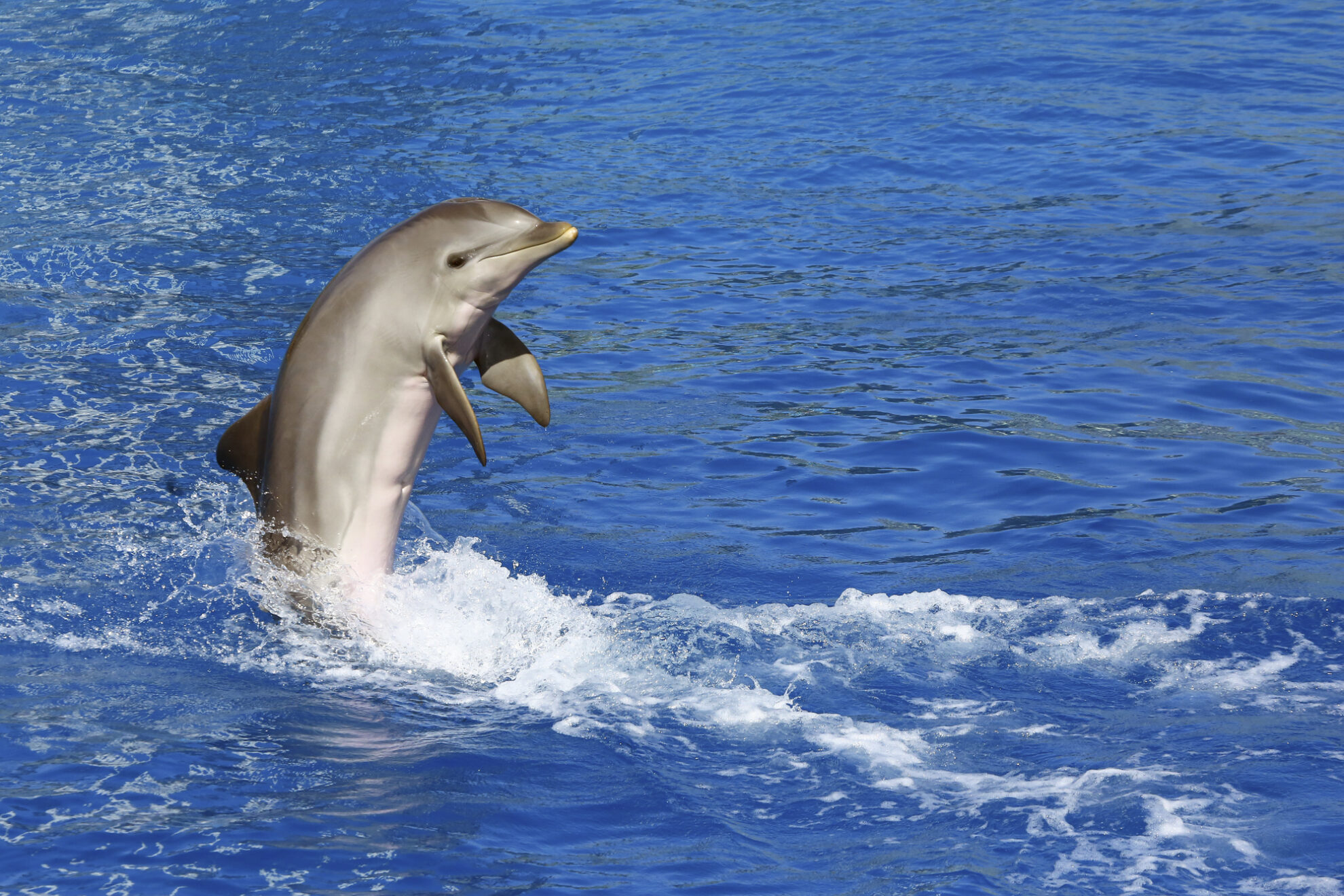 Springender Delfin