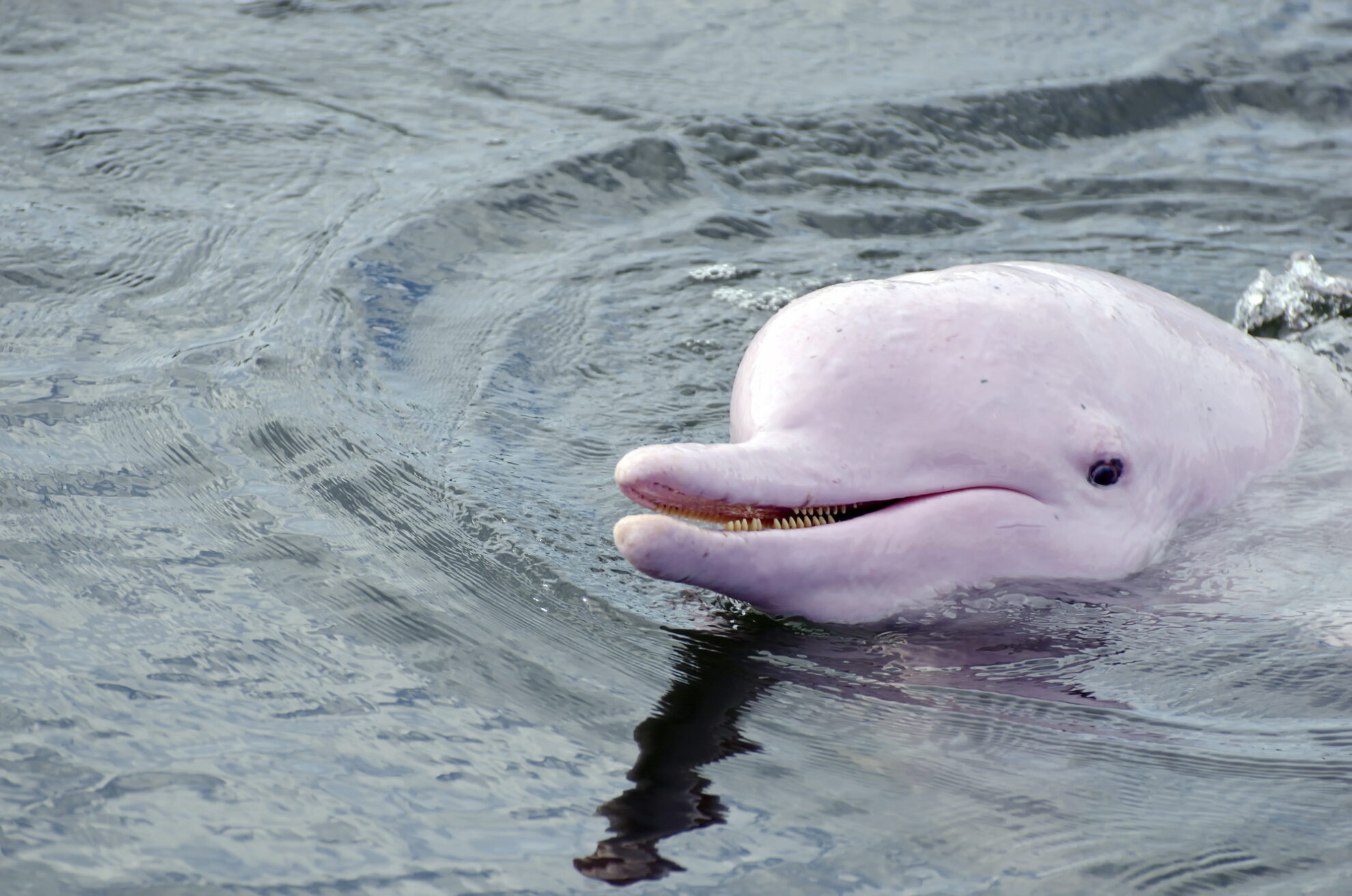 Rosafarbener Amazonas-Delfin, Brasilien