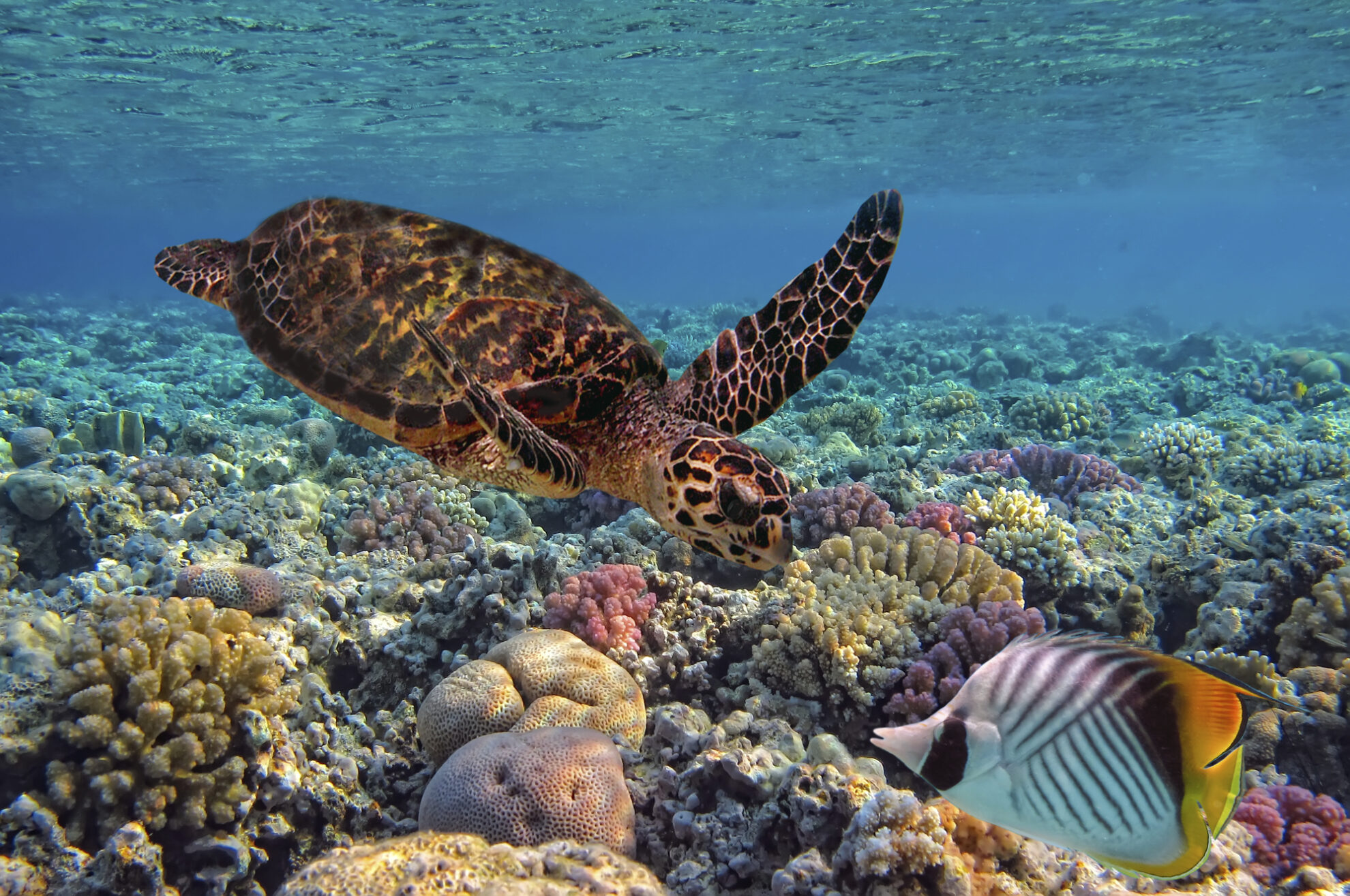 Schnorcheln in Fidschi