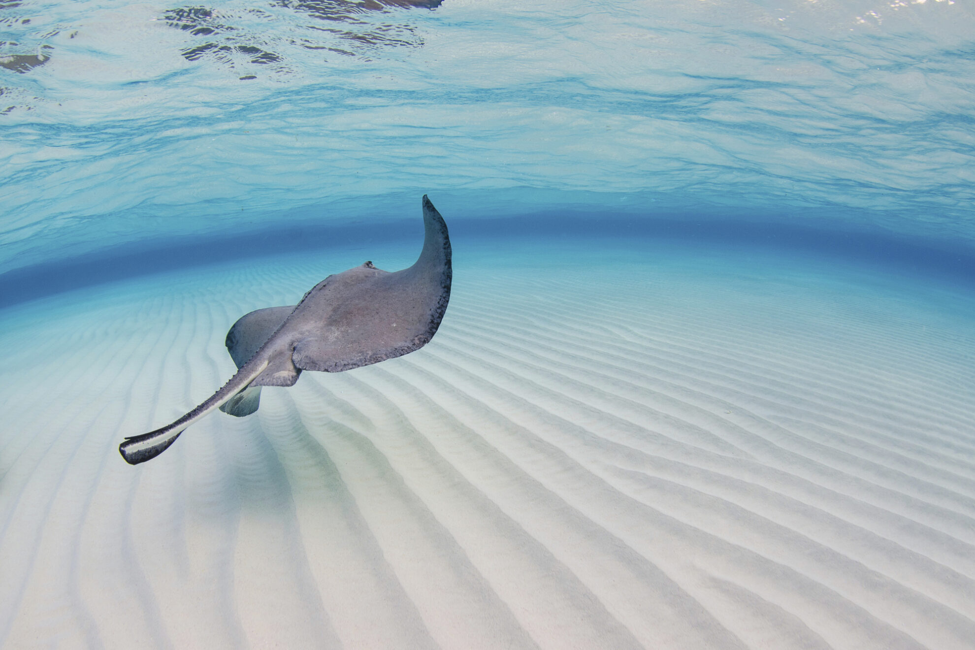 Rochen im Meer, Cayman