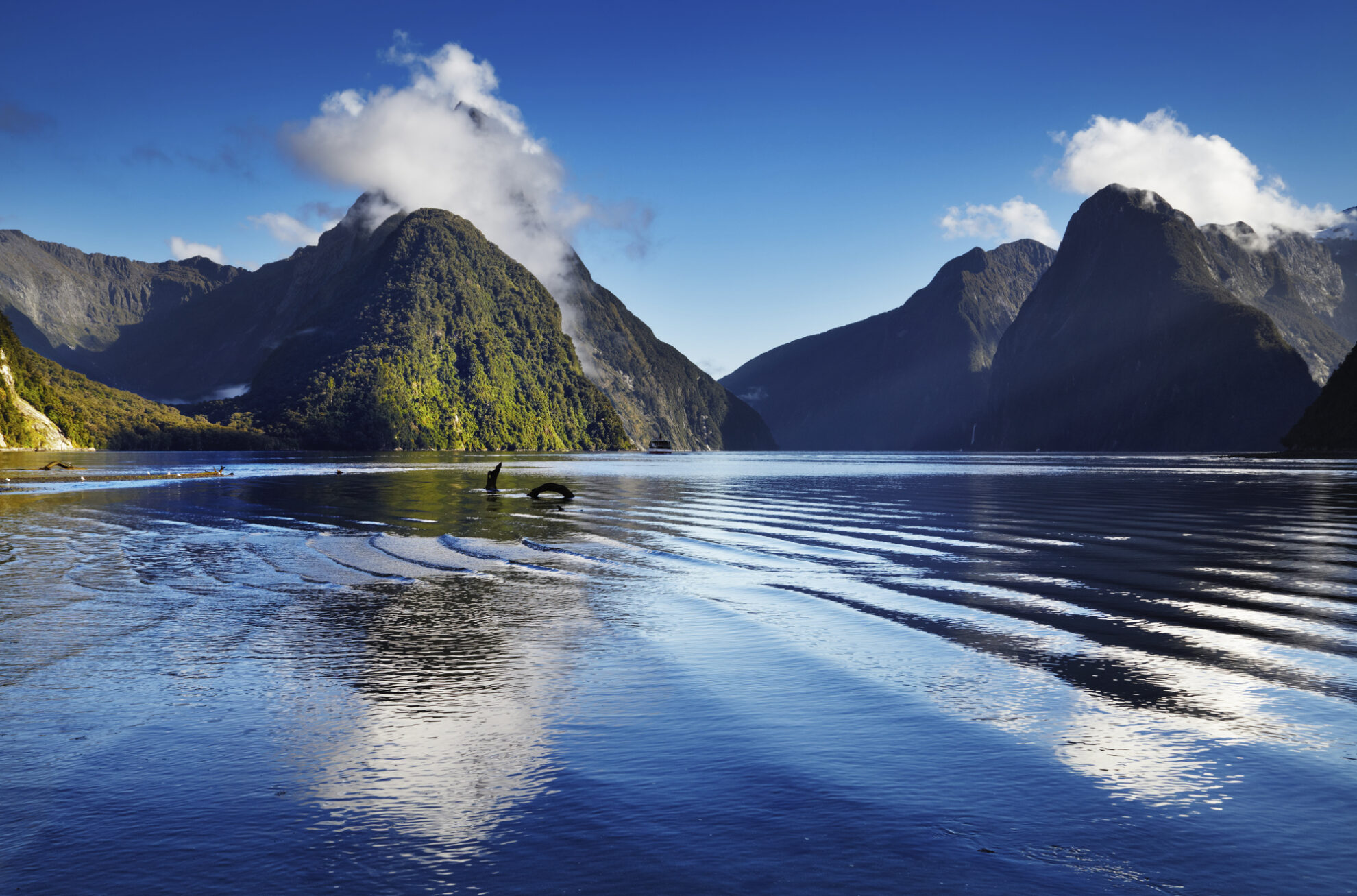 traumhaftes Panorama von Milford Sound, Neuseeland