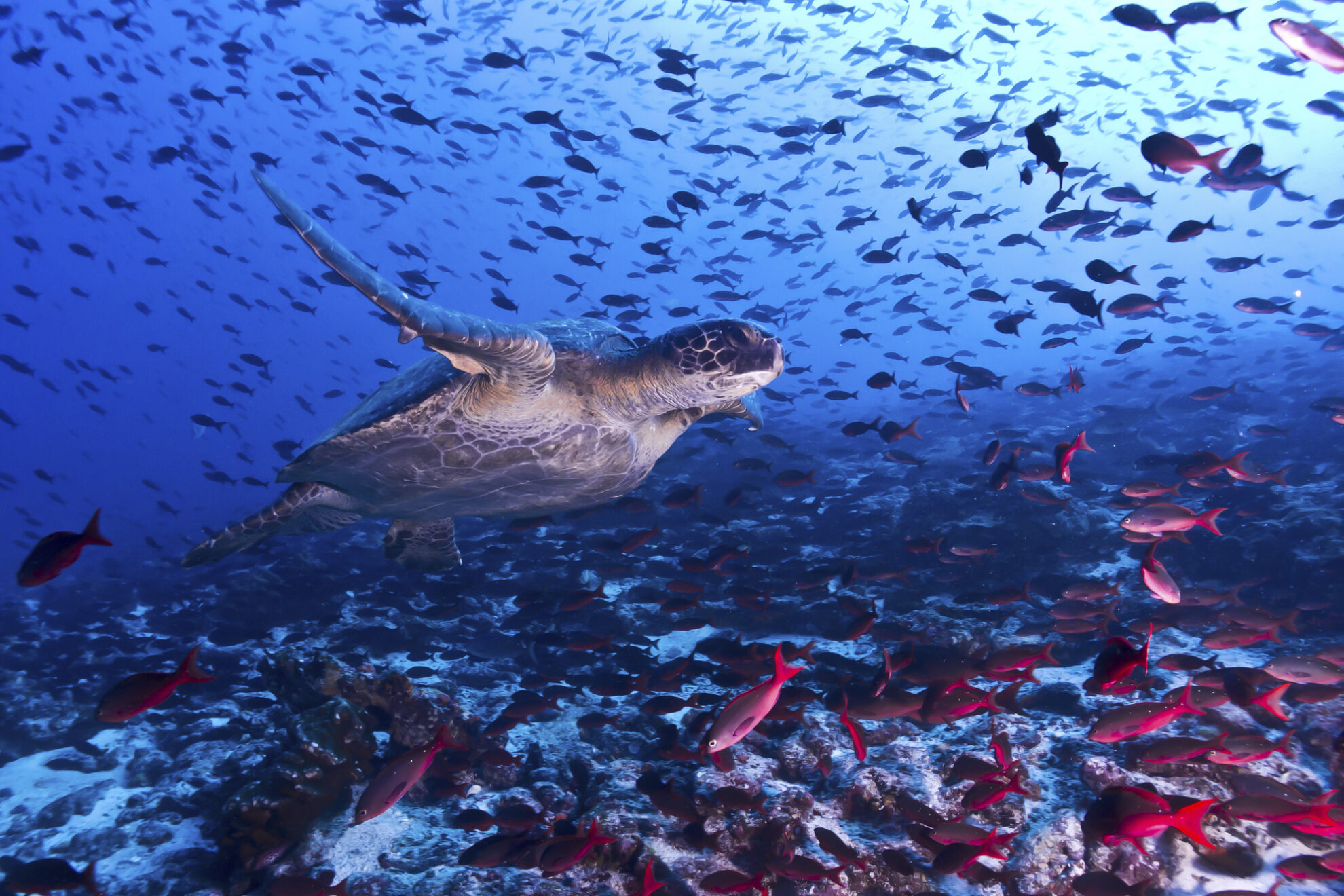 Galápagos-Riesenschildkröte