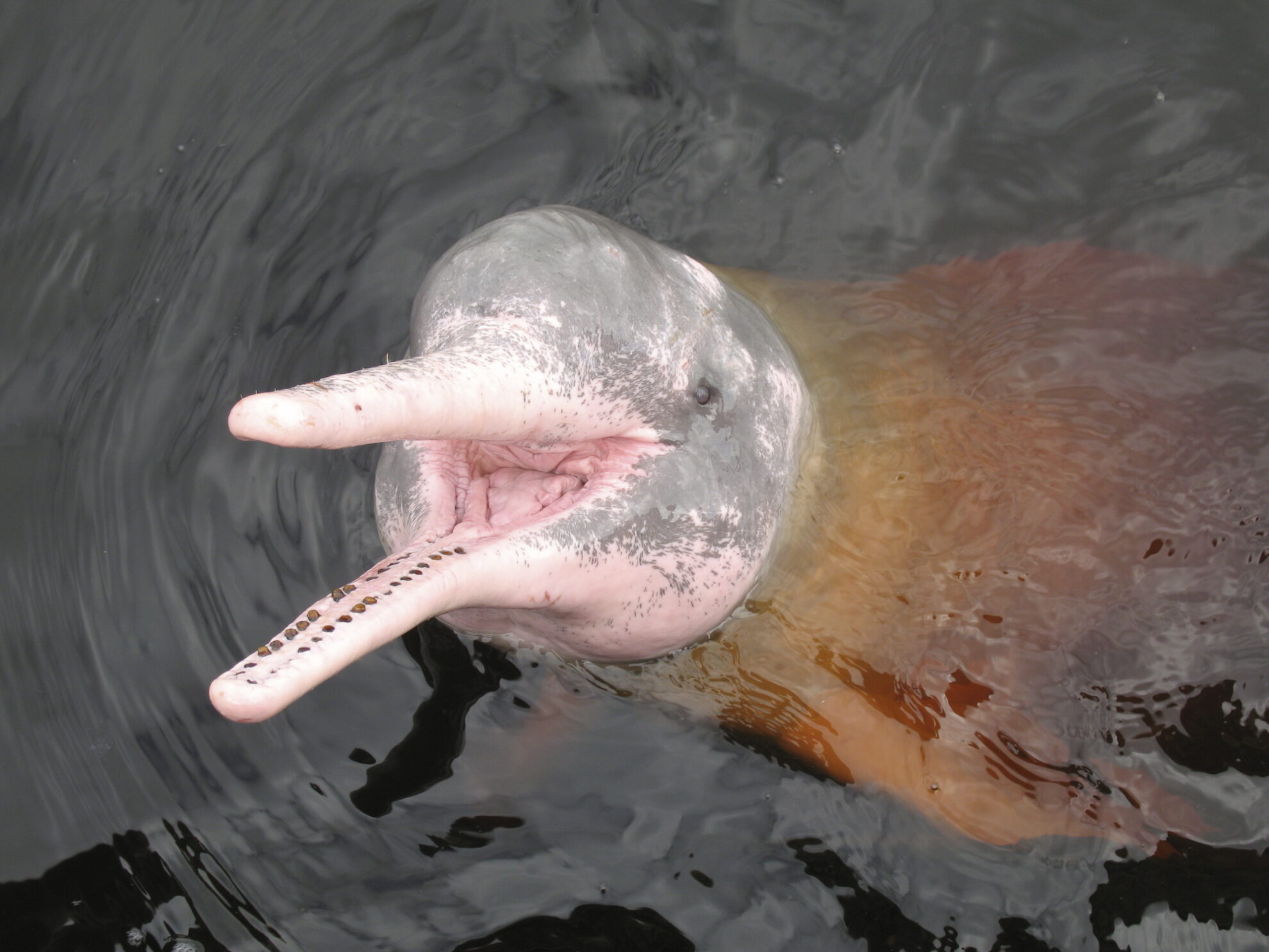 Flussdelfin
