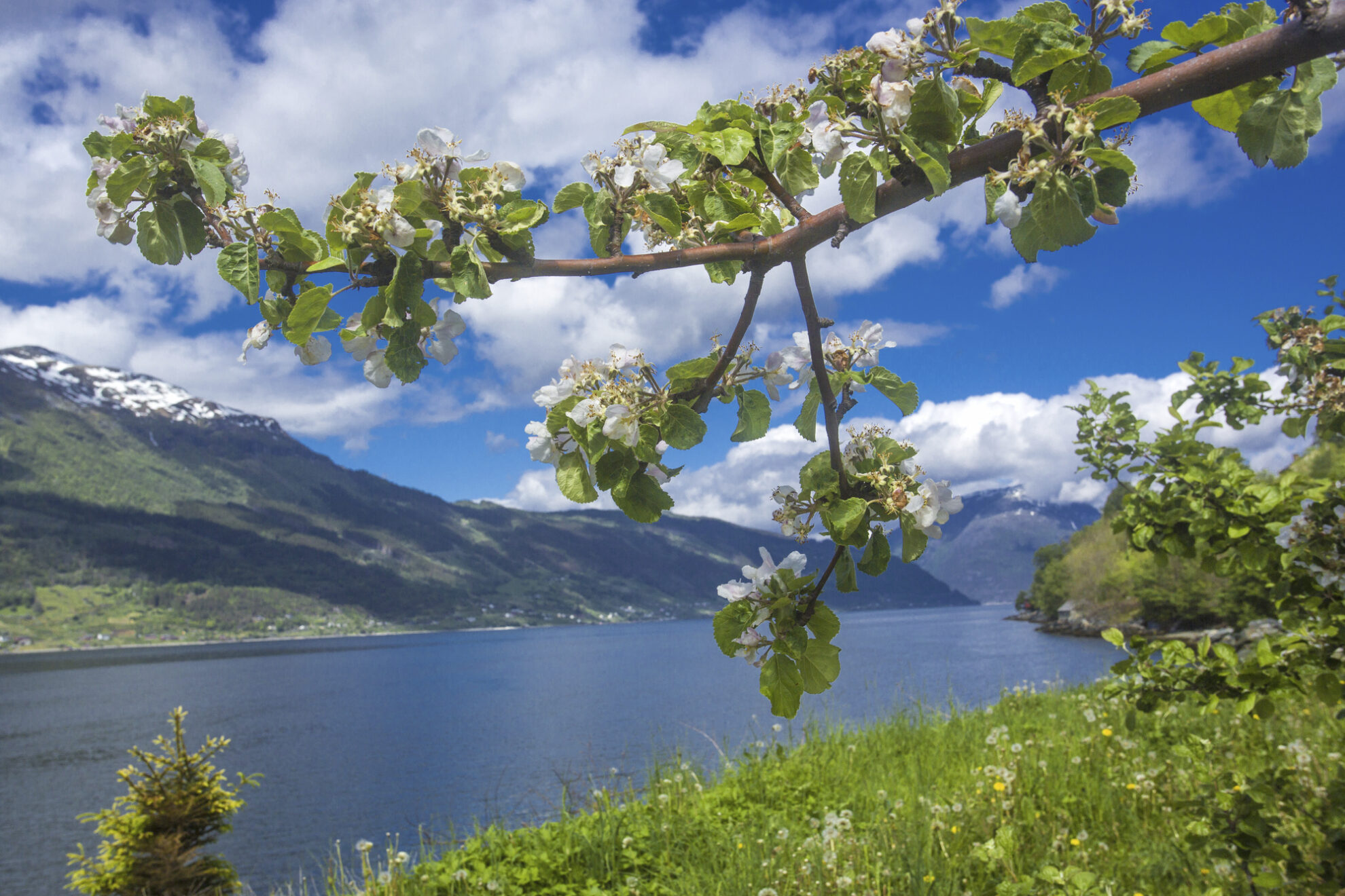 Blick auf das Hardangerfjord, Norwegen
