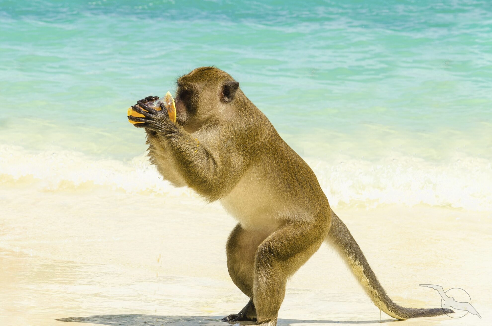 Äffchen am Strand der Ko Phi Phi Inseln, Thailand