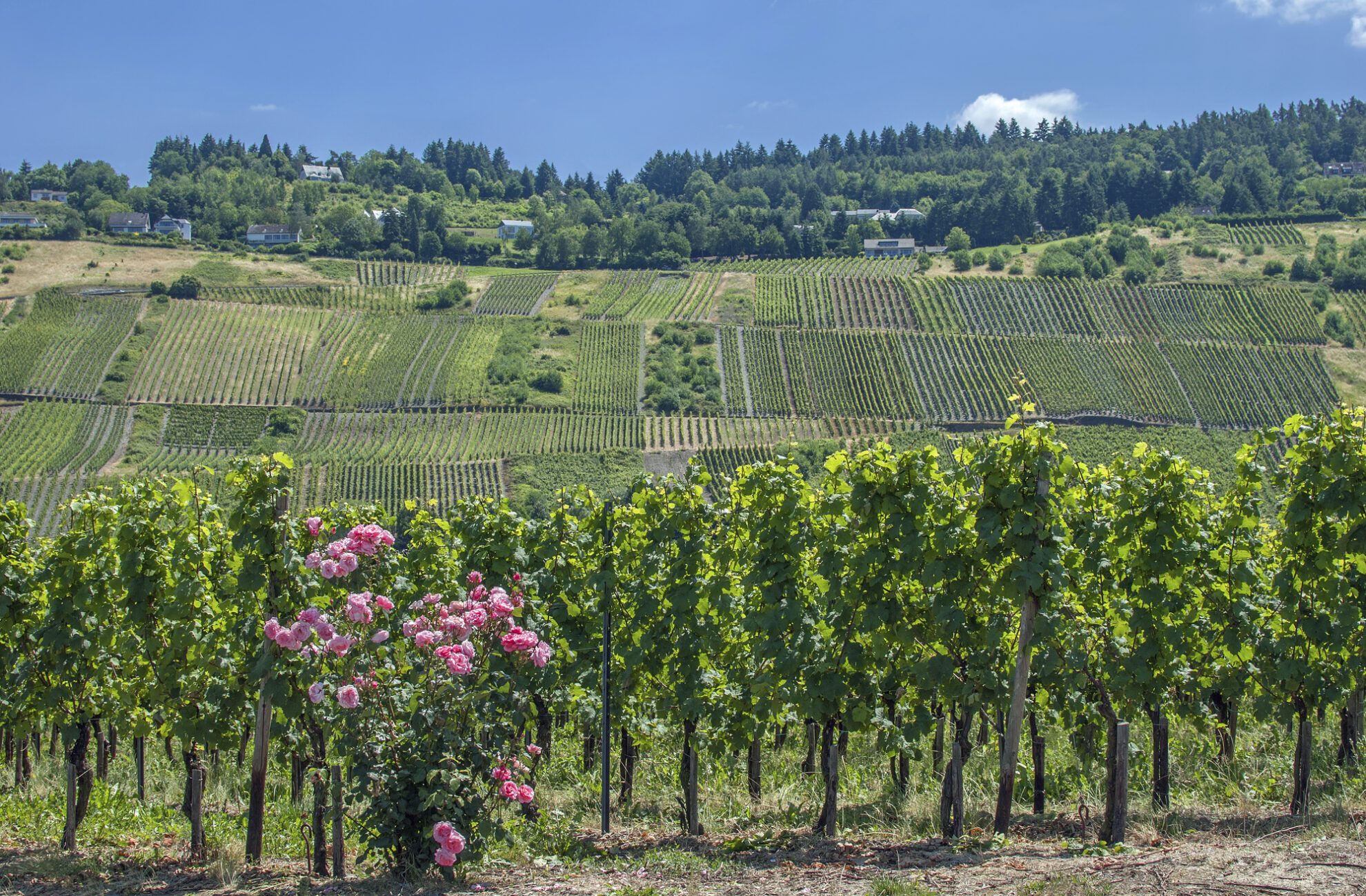 Weinreben in Cochem, Deutschland
