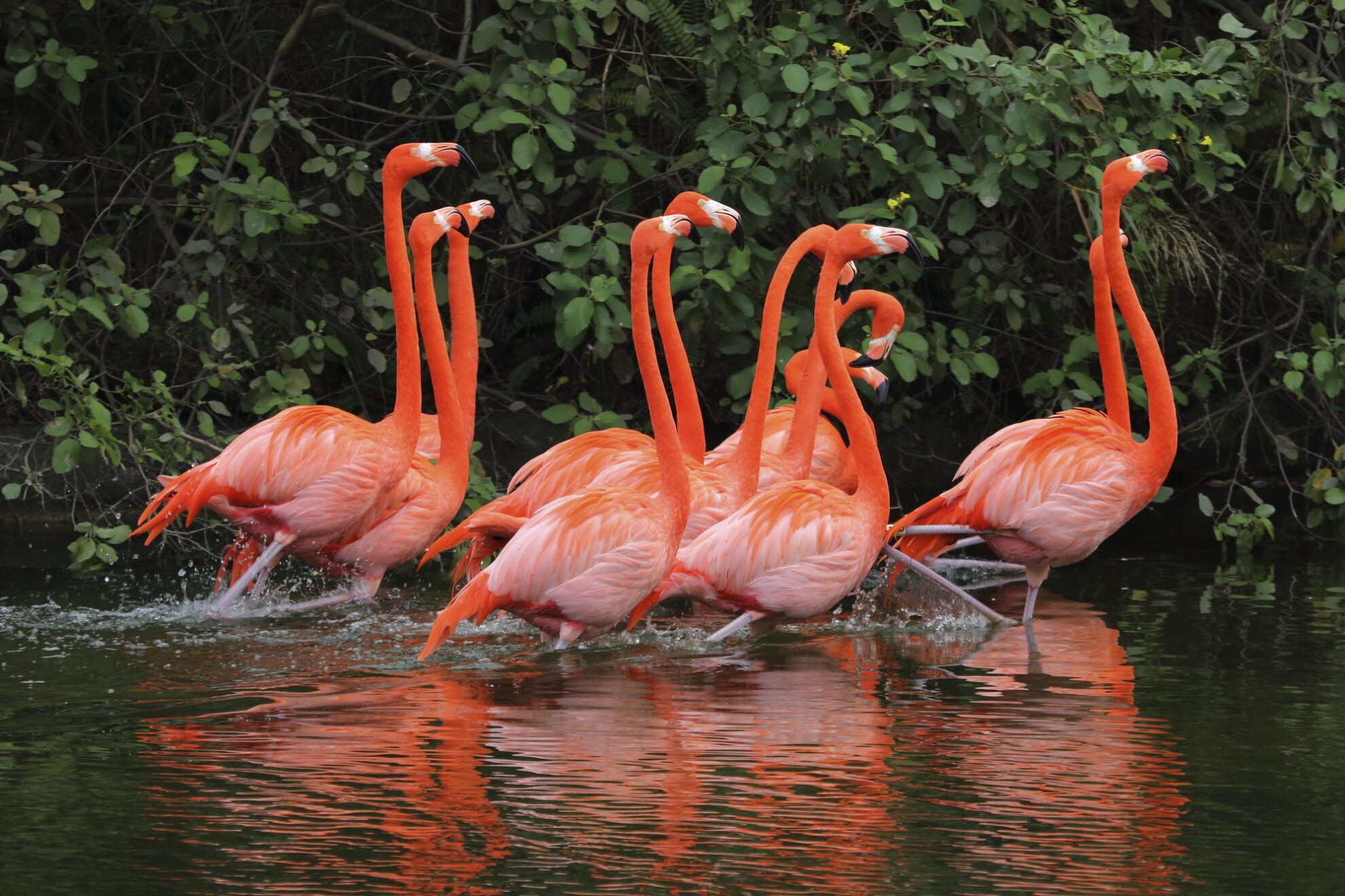 Flamingos in den Everglades in Florida, USA