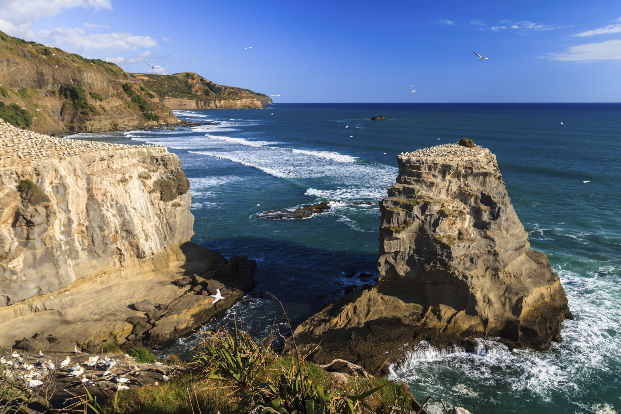 Felsige Küste Neuseelands bei Auckland