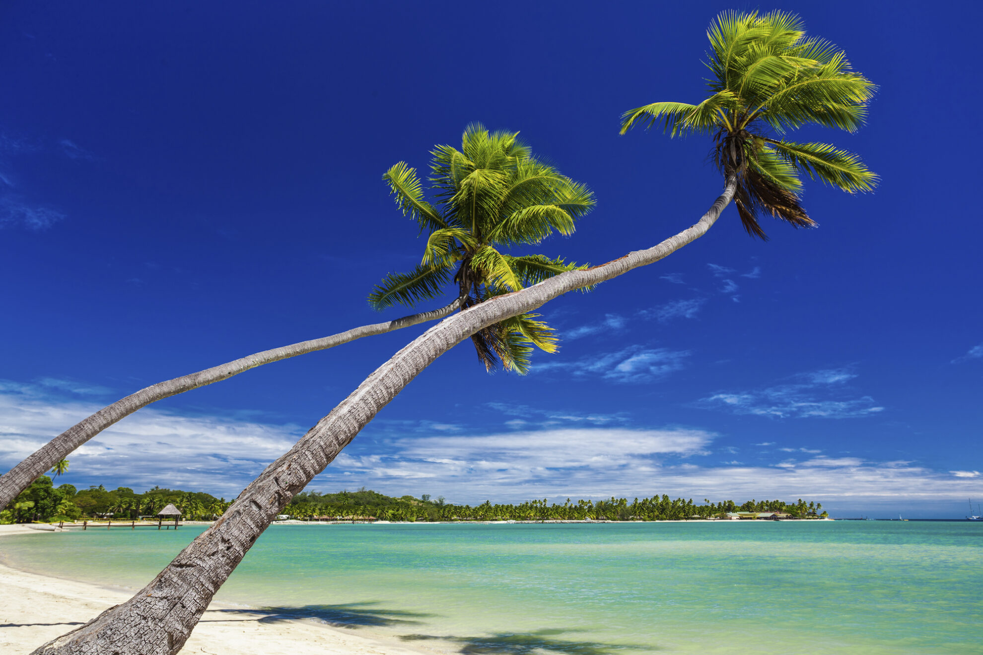 Strand und Palmen auf den Fidschi Inseln