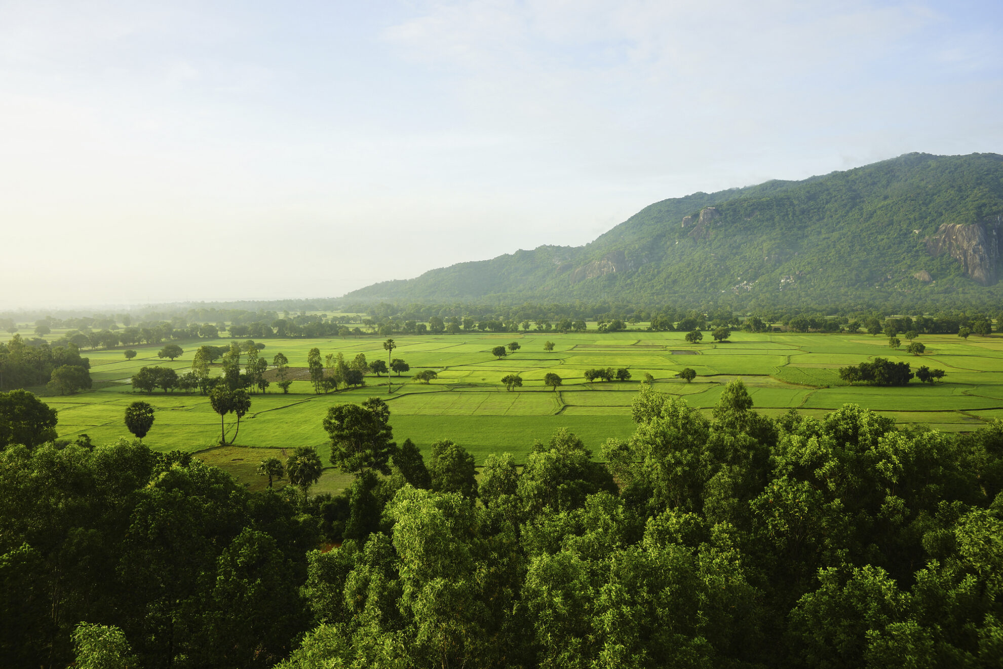 Reisfelder in Chau Doc, Vietnam