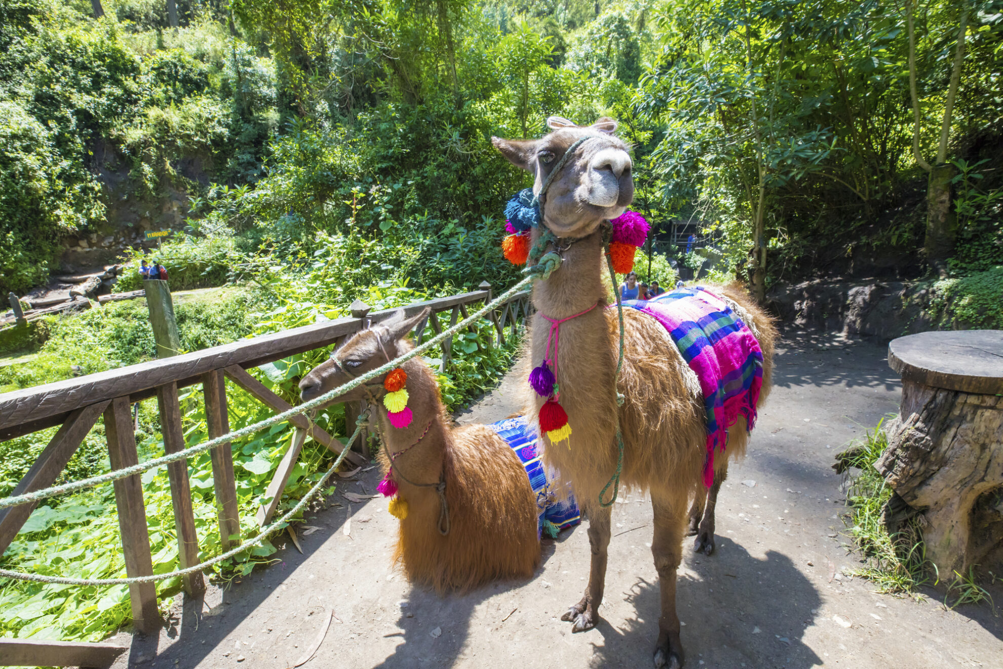 Lamas im Jungle bei Otavalo, Ecuador