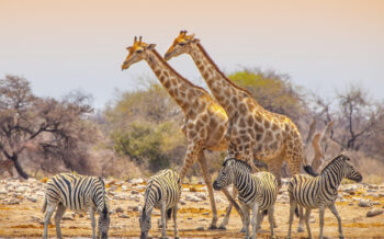Afrika Kreuzfahrten