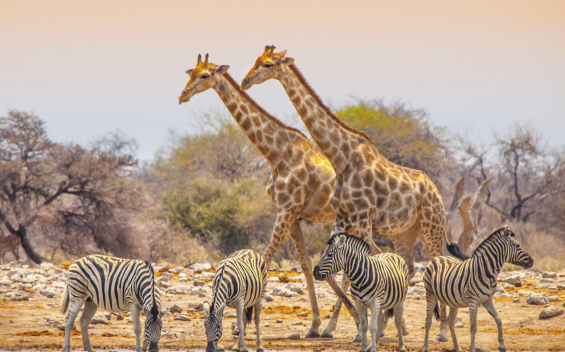 Afrika Kreuzfahrten