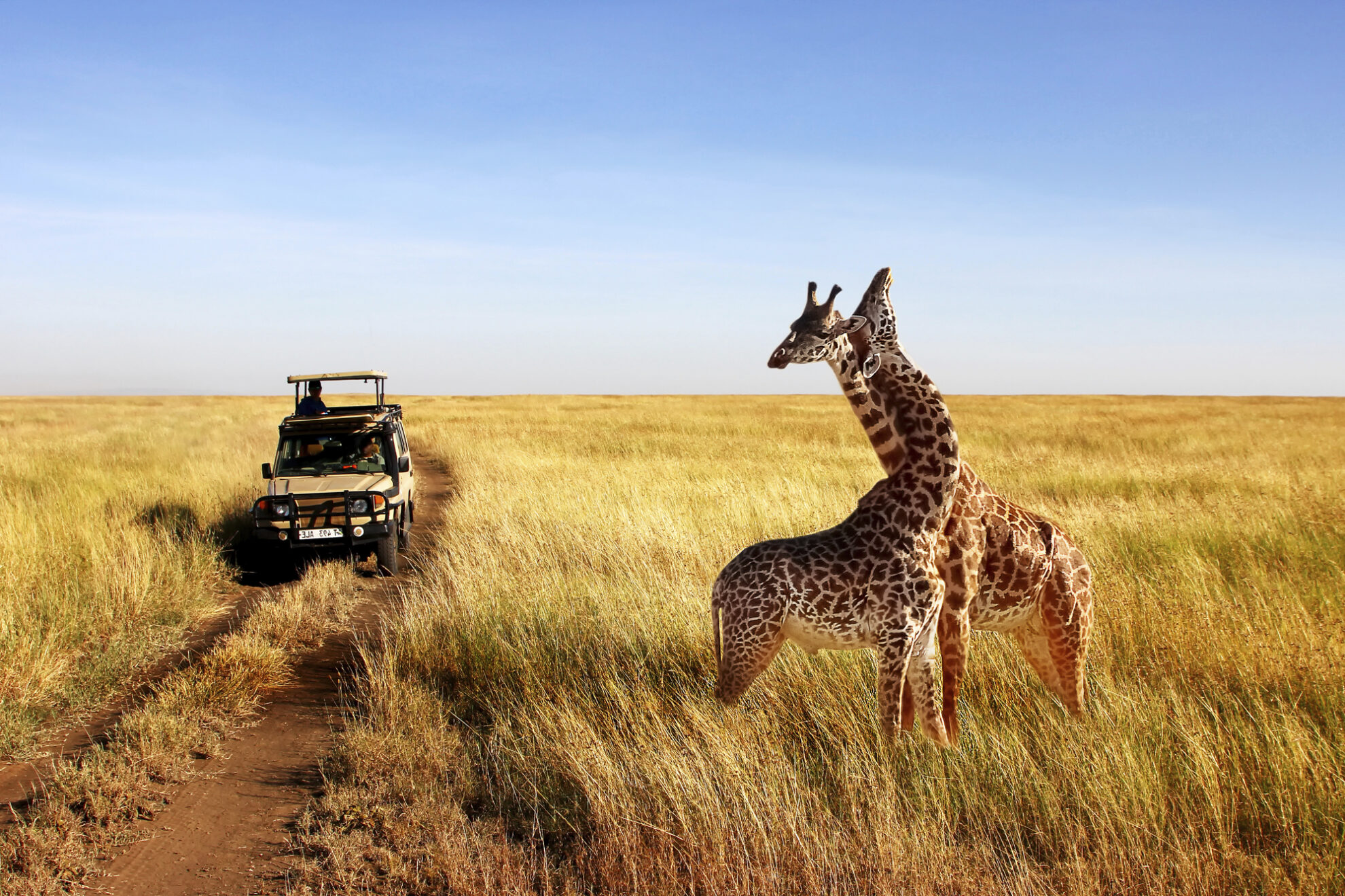 Giraffen im Nationalpark in der Savanne Serengeti, Tansania