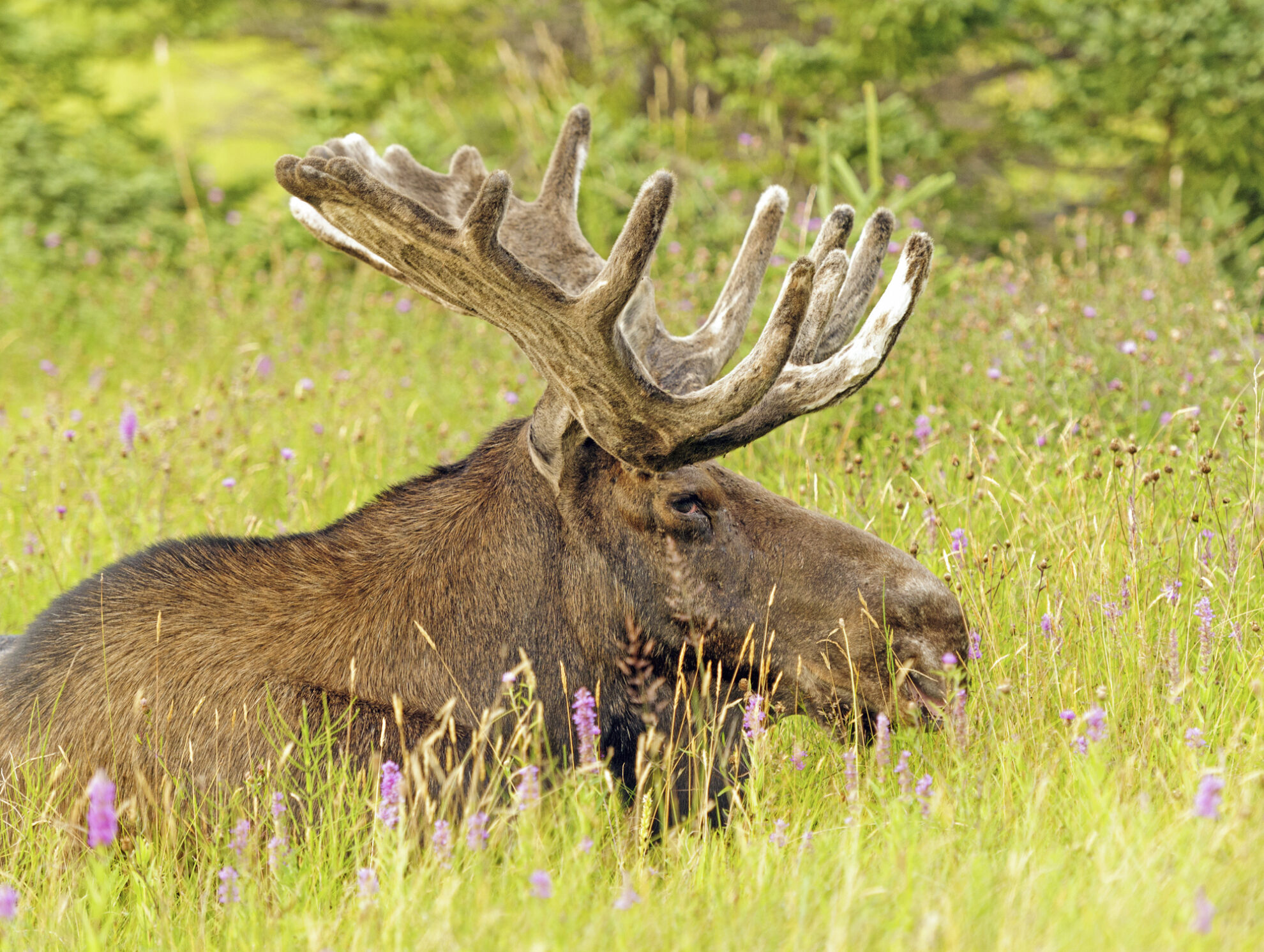 Bonne Bay Gros Morne Nationalpark in Neufundland, Kanada