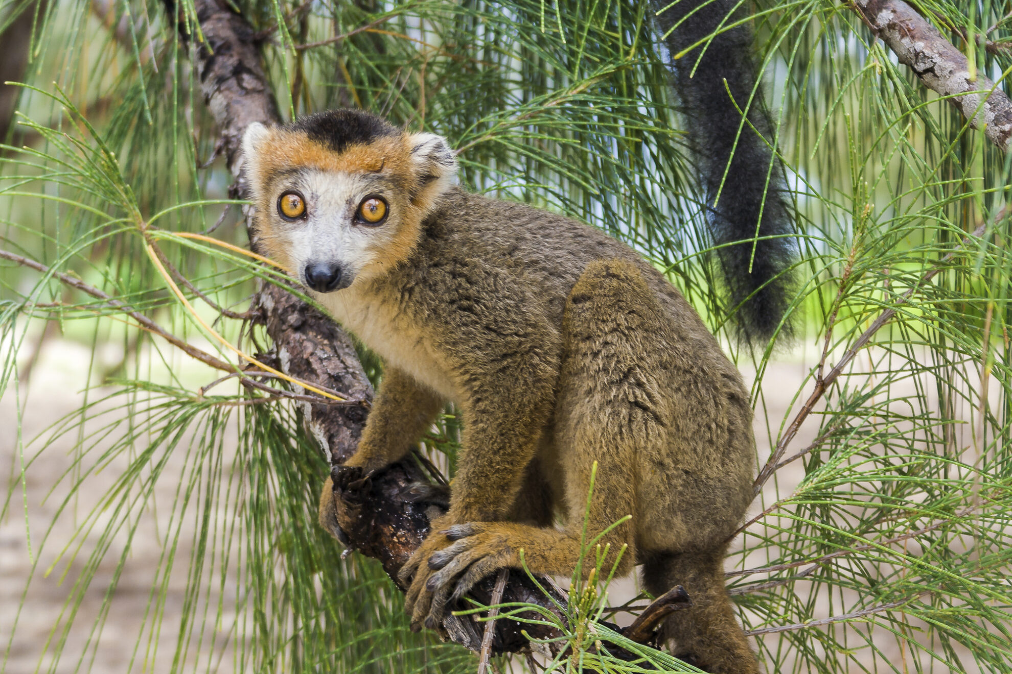 Lemuren in Antsiranana von Diego Suarez, Madagaskar