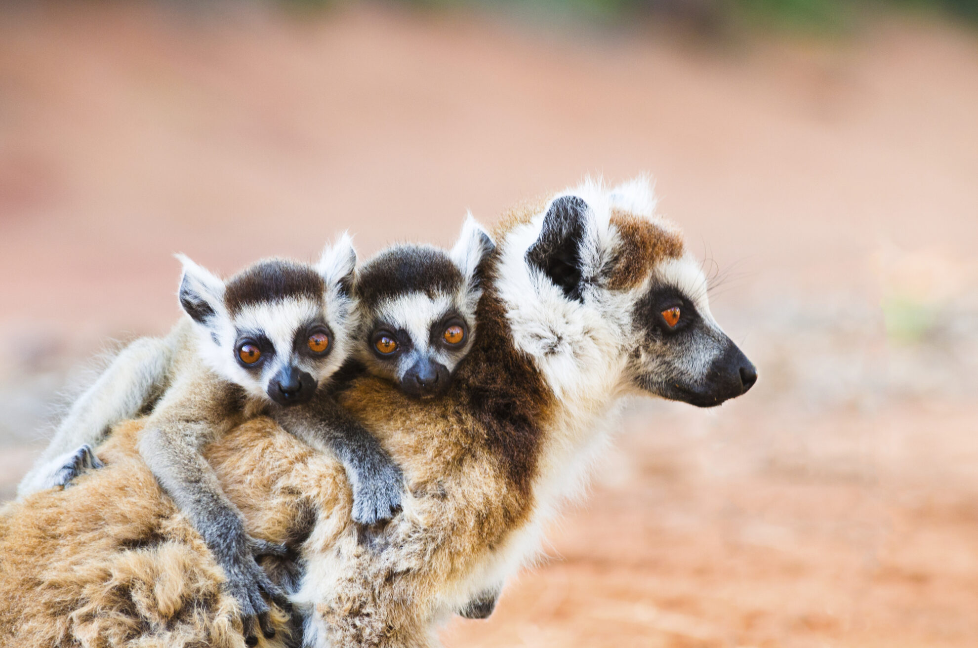 Insel der Lemuren, Madagaskar