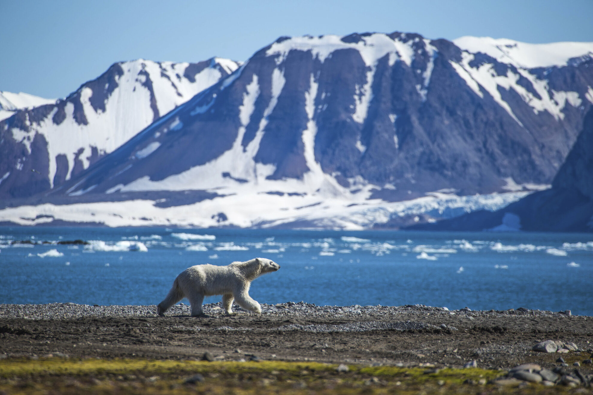 Eisbär in Spitzbergens Landschaft