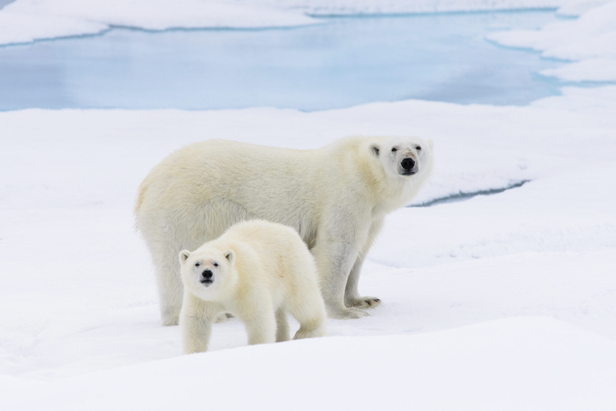 Eine Eisbärin und ihr Junges