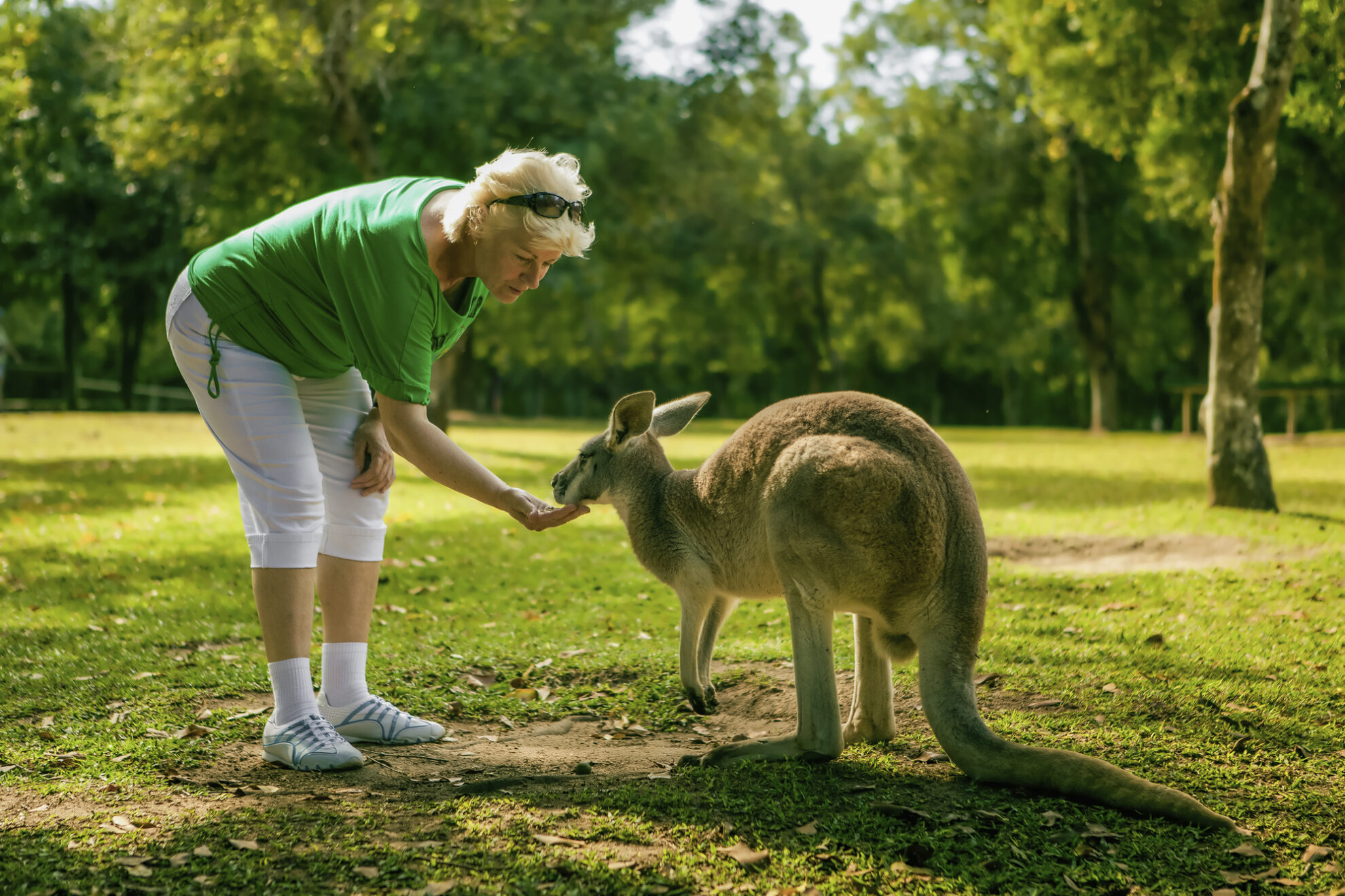 Frau füttert ein Känguru in Australien