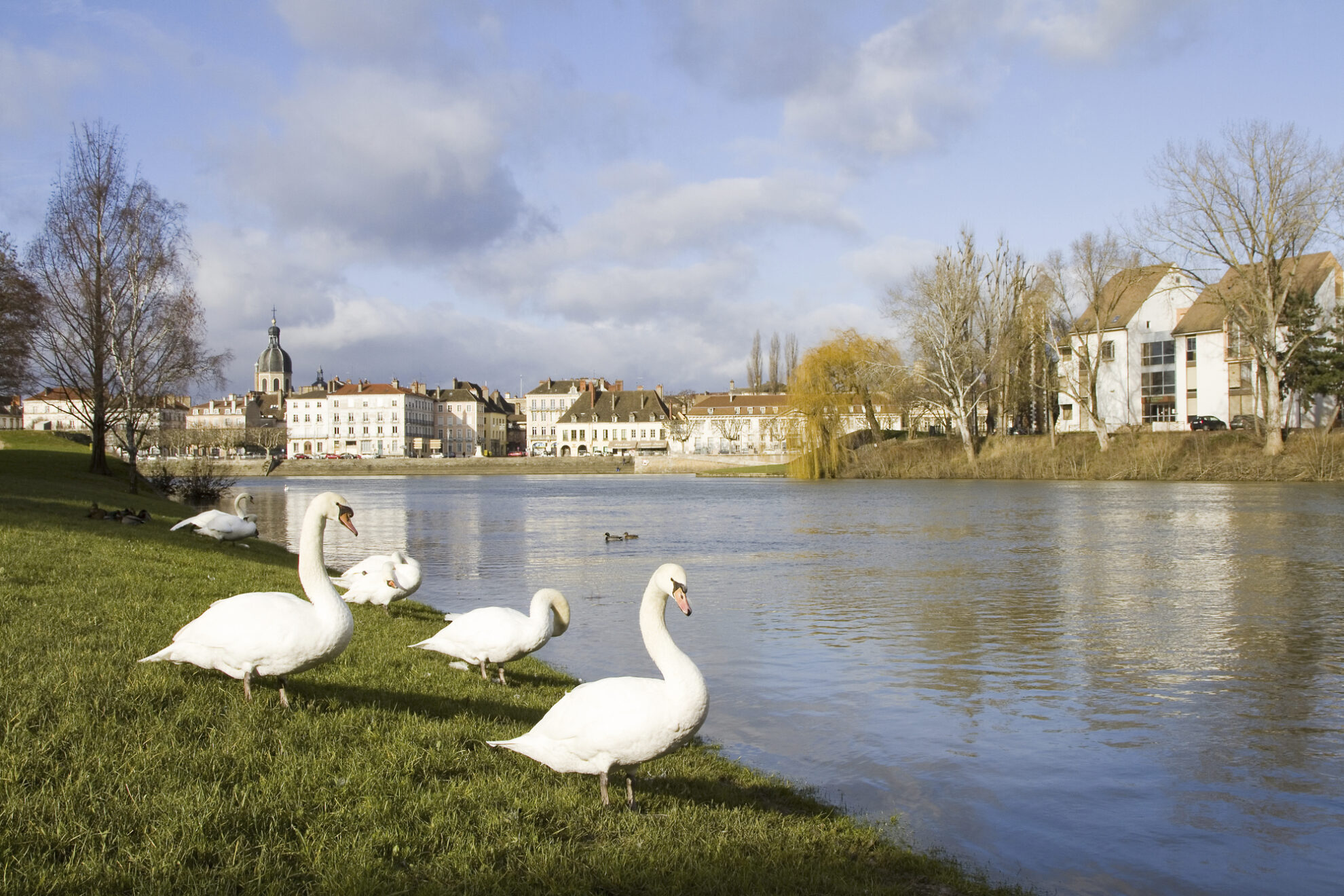 Schwäne in Chalon sur Saone, Frankreich