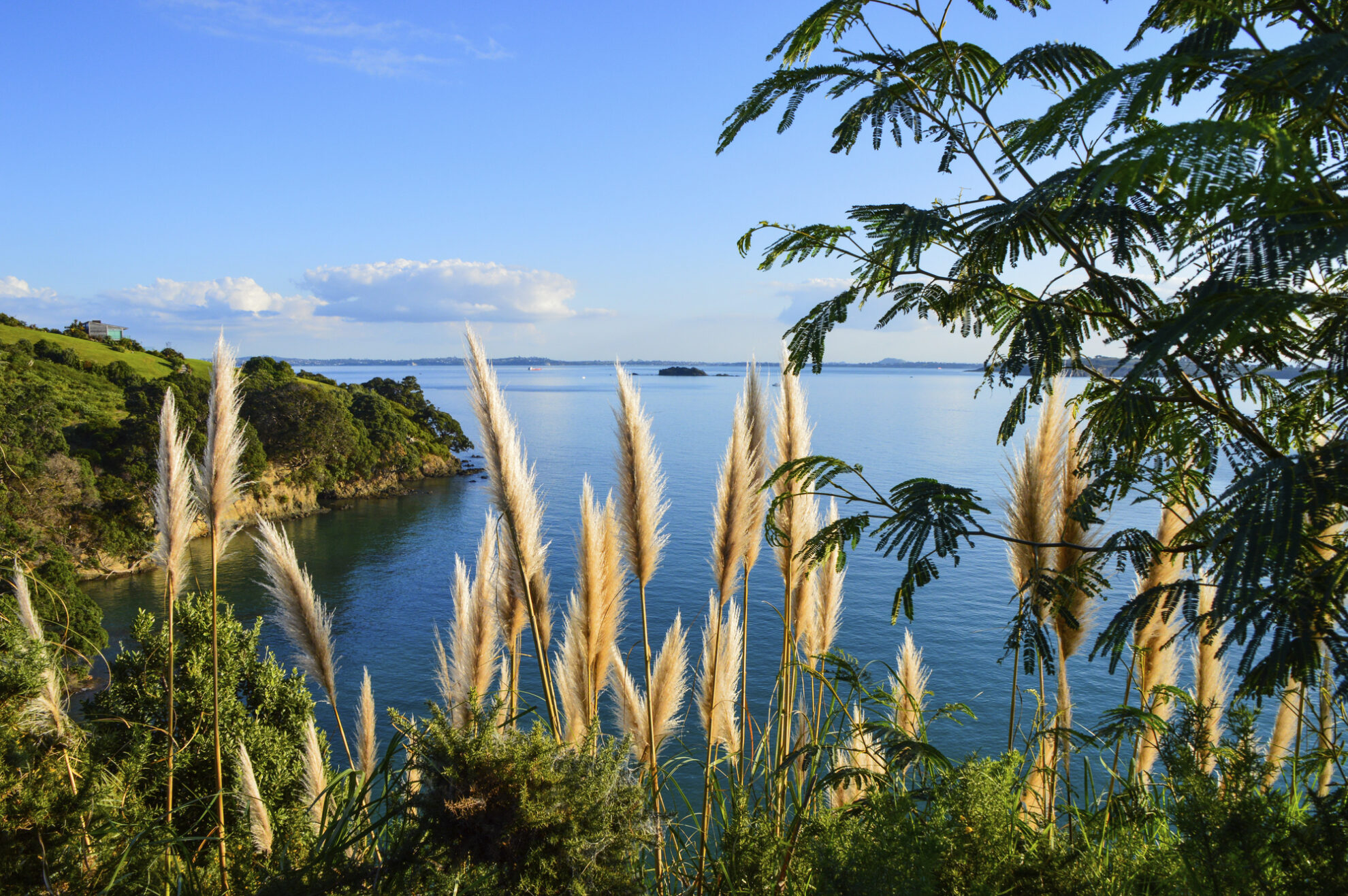 Küste der Insel Waiheke bei Neuseeland