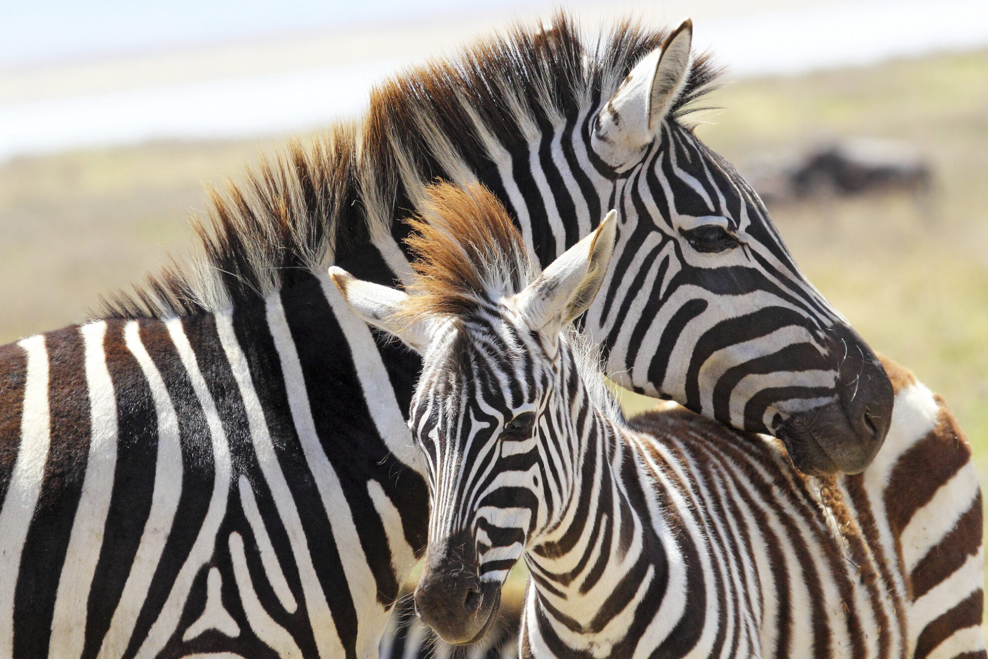 Zebras