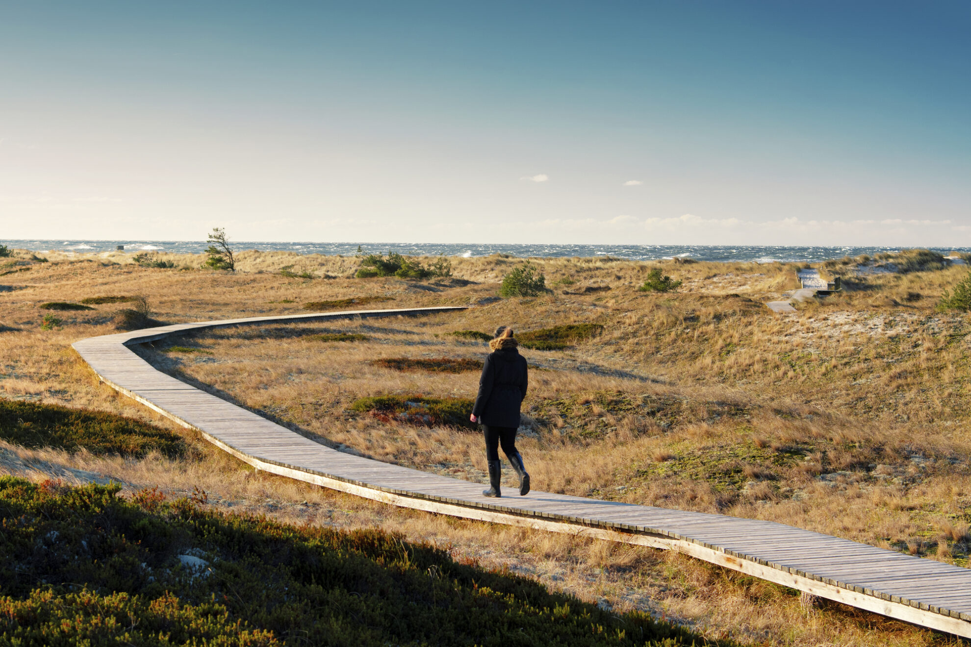Dünen an der Küste von Zingst, Deutschland