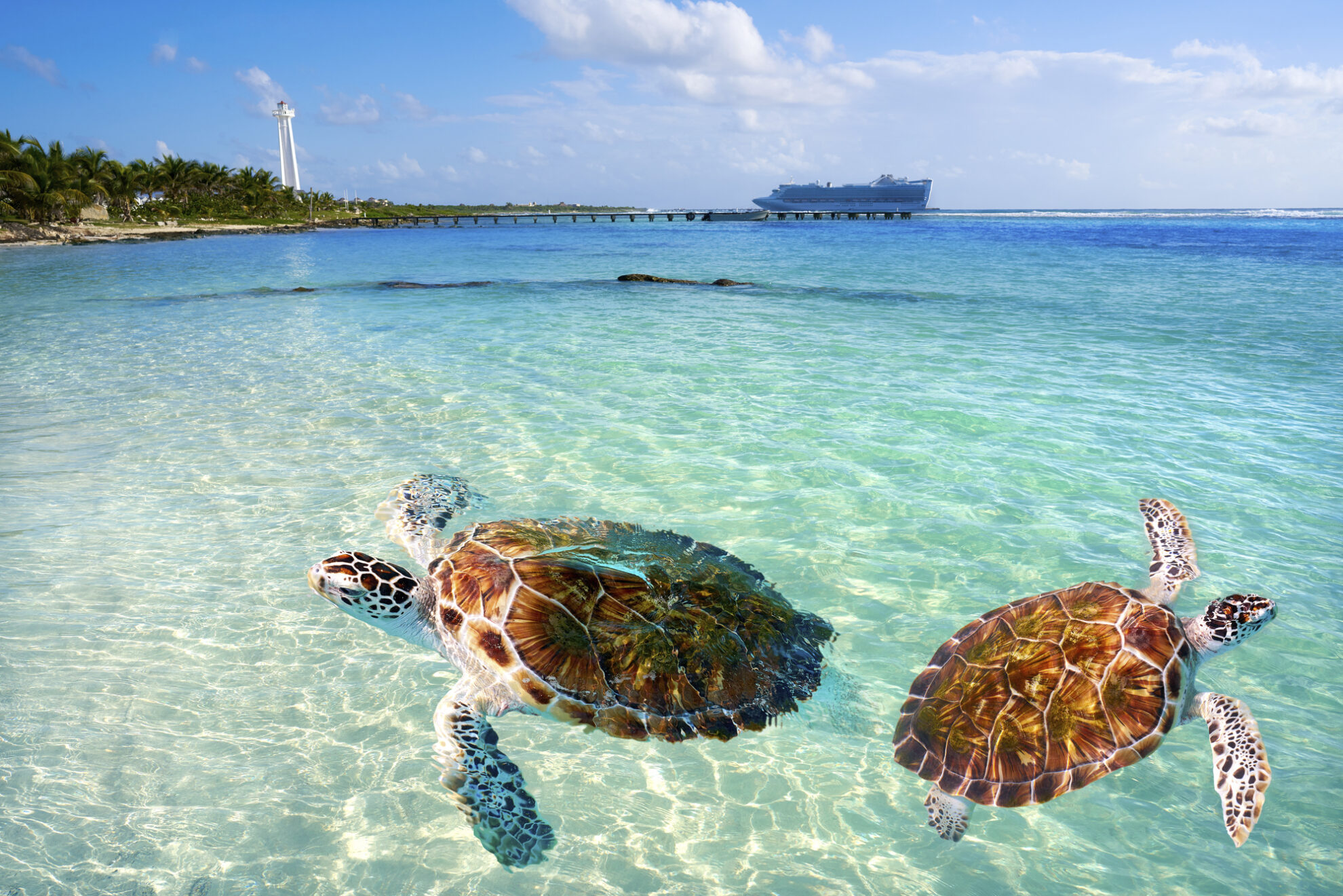 Meeresschildkroeten in Costa Maya, Mexiko