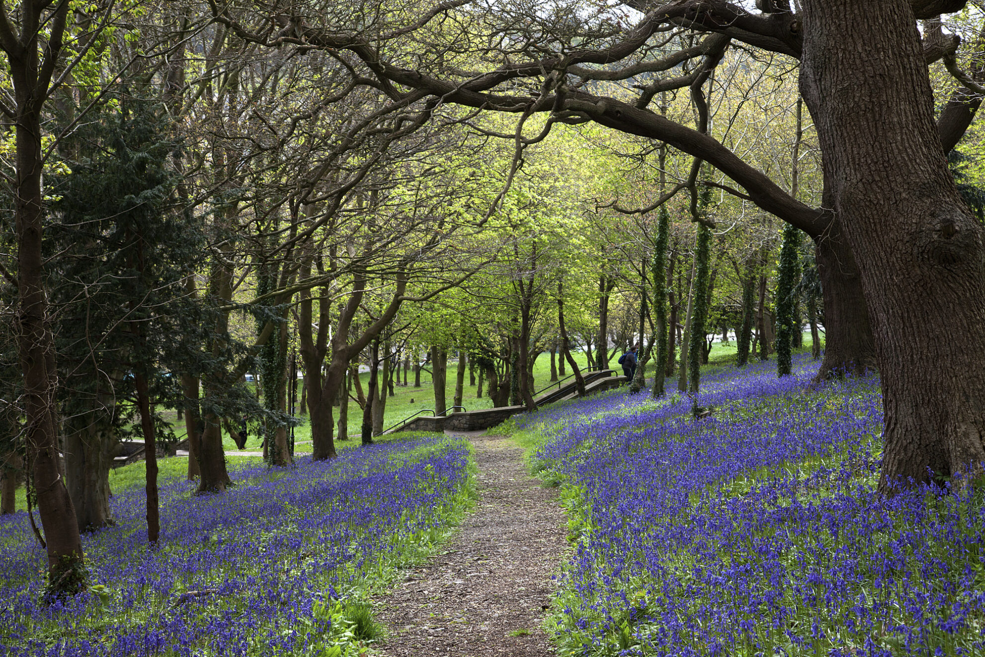 Wald mit Hasenglöckchen in Bangor, Wales