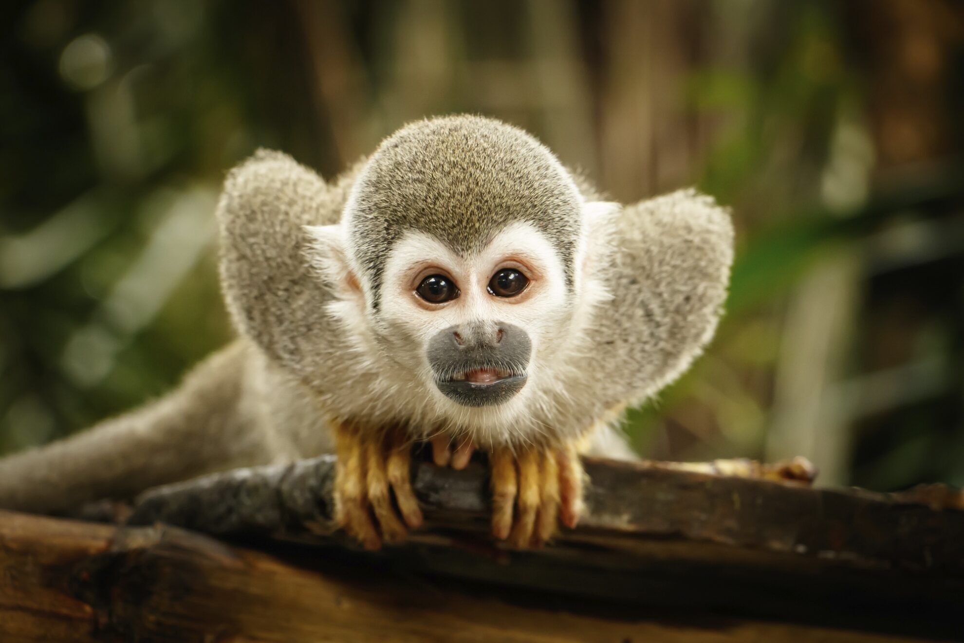 Eichhoernchenaffe, Ecuador