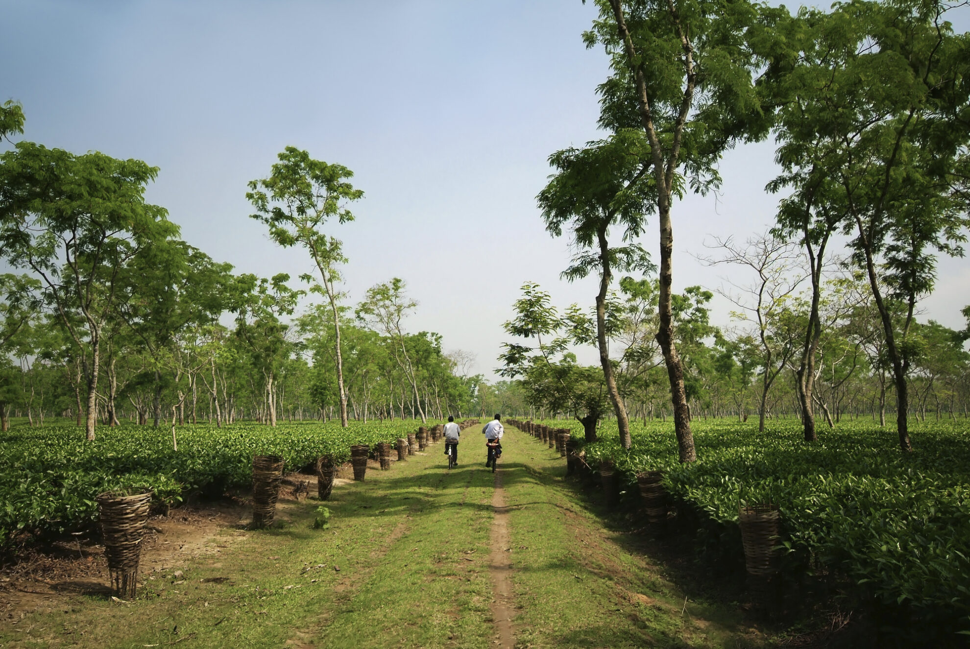 Dikhou Mukh Tee Garten, Indien