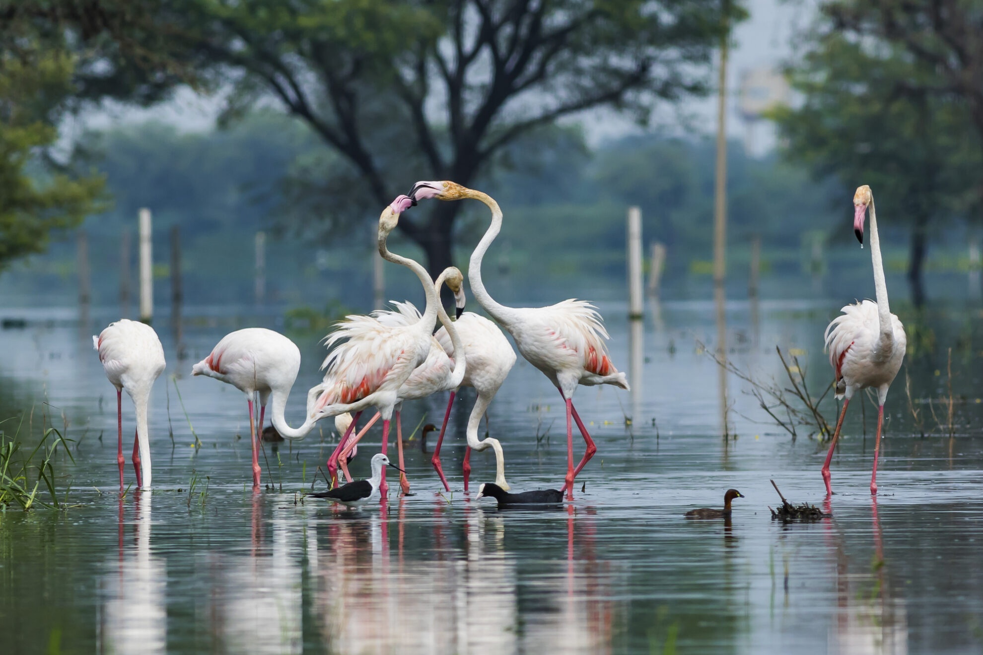 Keoladeo Nationalpark, Indien