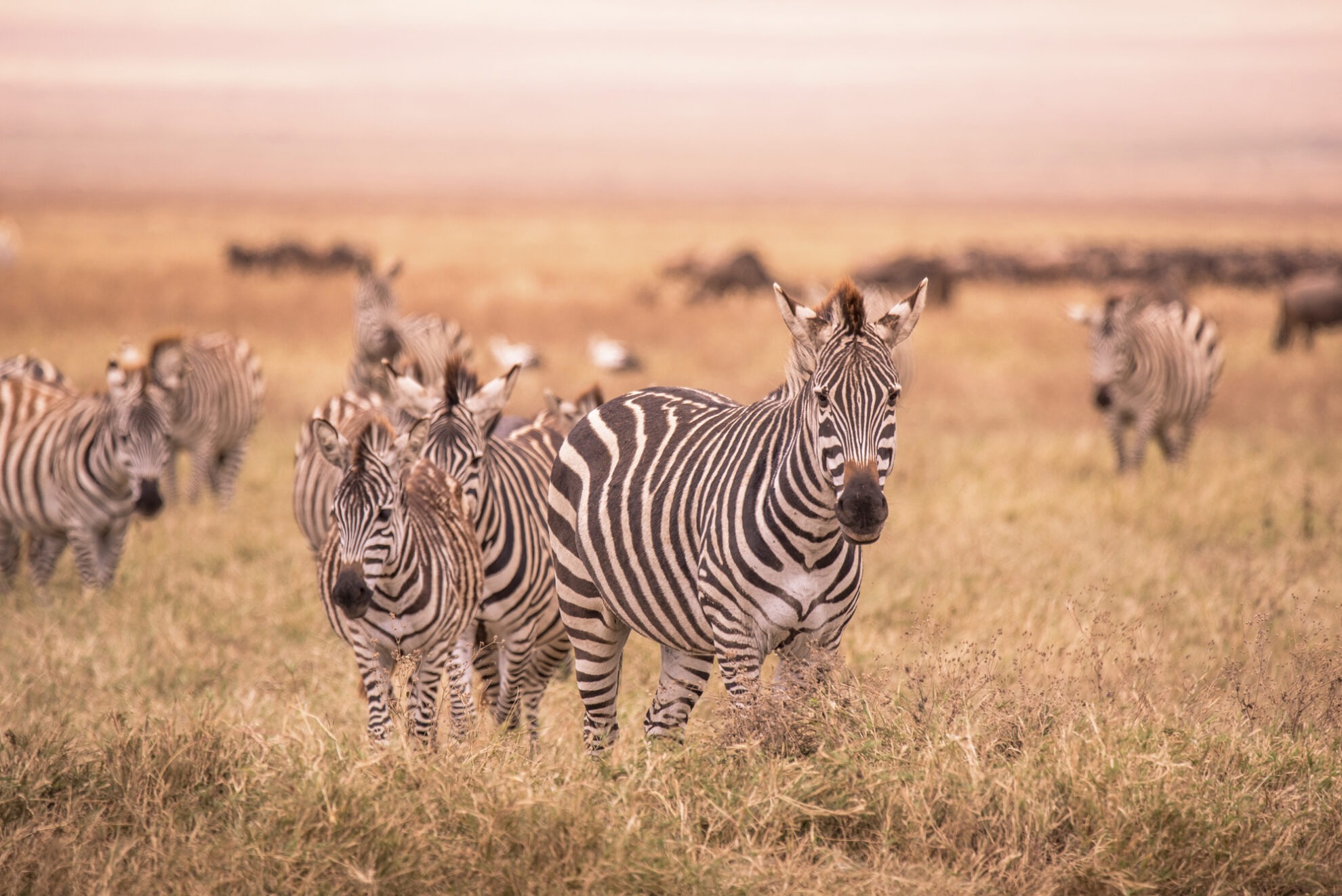 Zebras in Nationalpark, Tansania