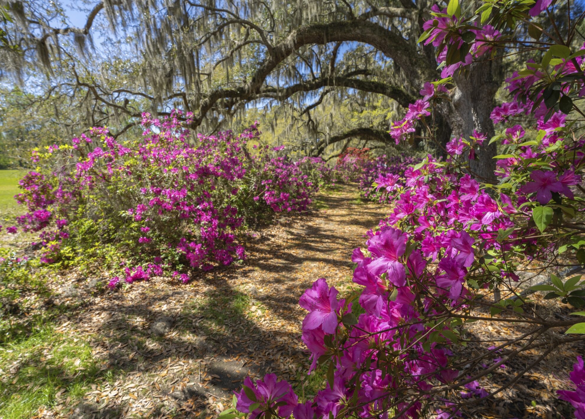 Charleston, Magnolien-Plantage
