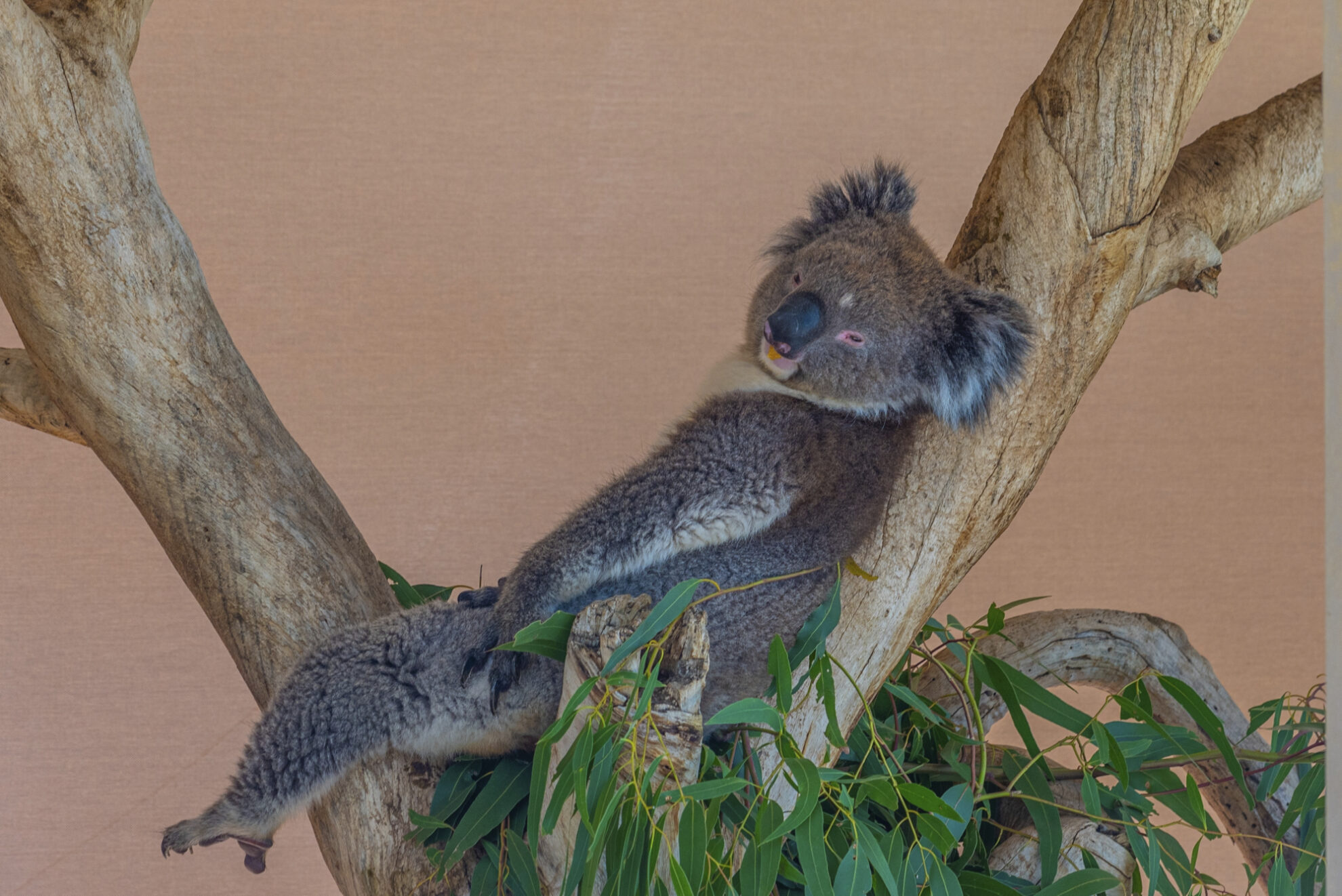 Koala im Cleland Wildlife Park, Adelaide, Australien