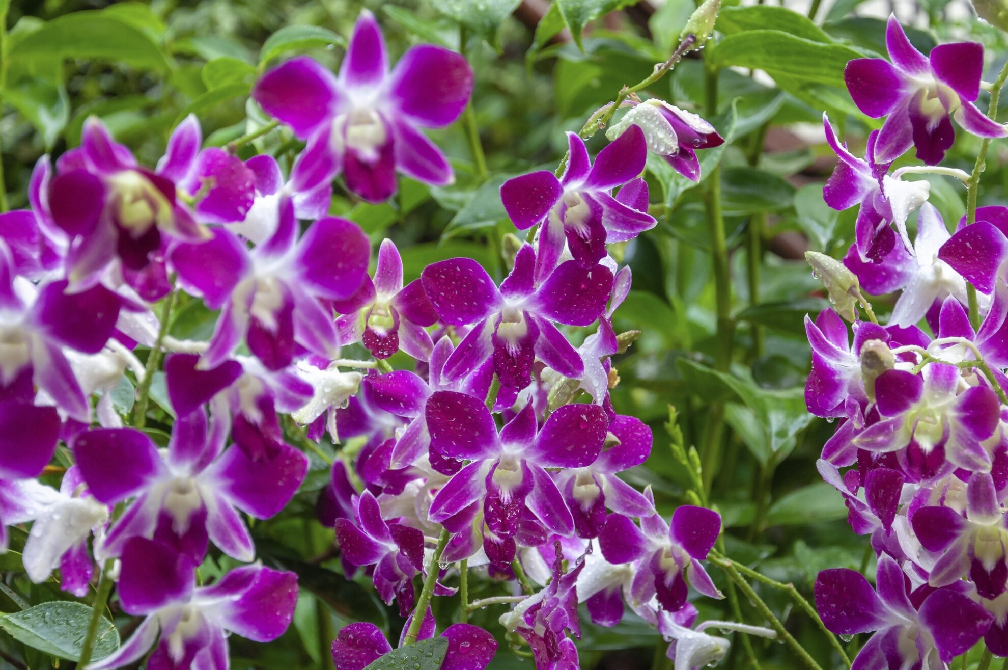 Orchideengarten