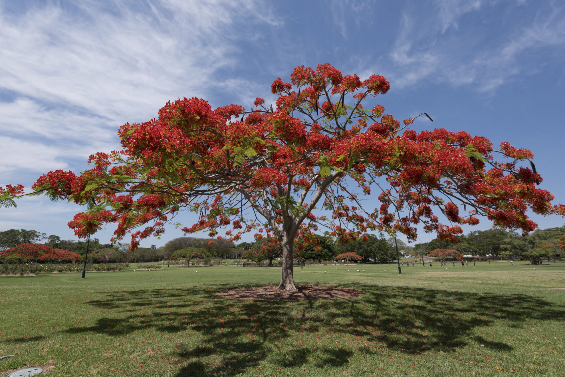 Brisbane, Botanischer Garten