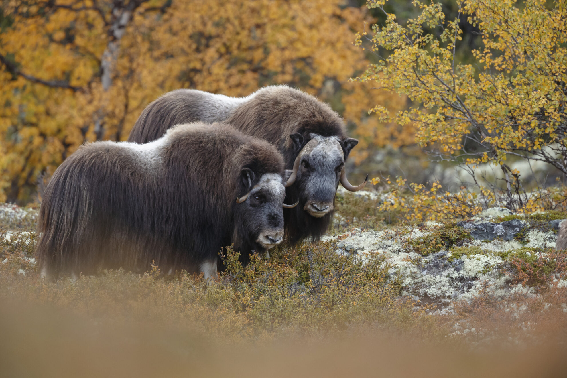 Moschusochsen in Grönland